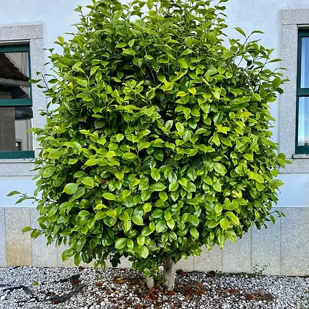Vinhais Hotel Отель Виньяйш