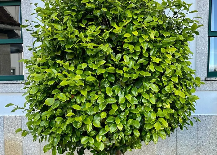 Vinhais Hotel Hotel Vinhais